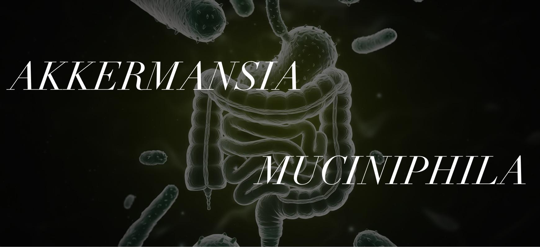 Akkermansia muciniphila: The Gut Bacterium Behind the Metabolism Research