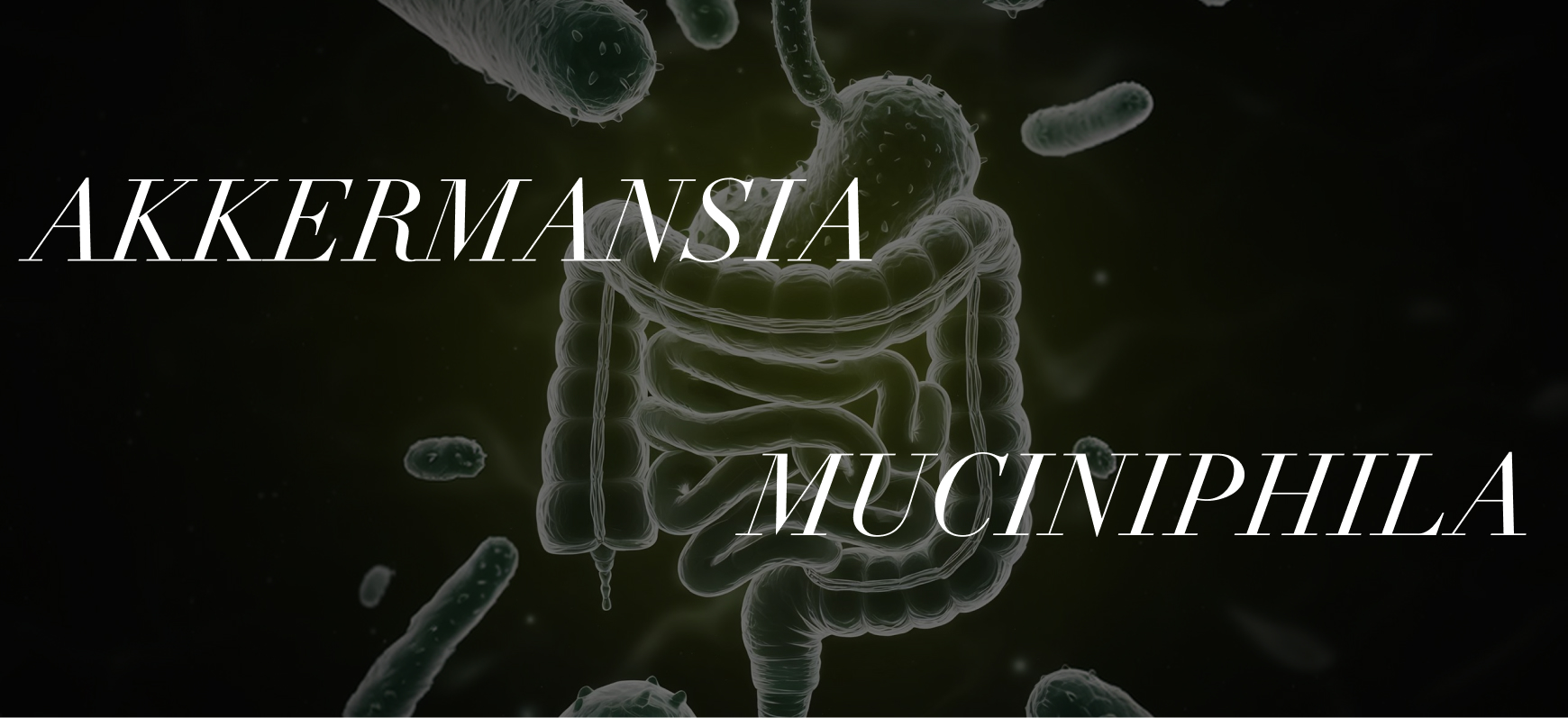 Akkermansia muciniphila: The Gut Bacterium Behind the Metabolism Research