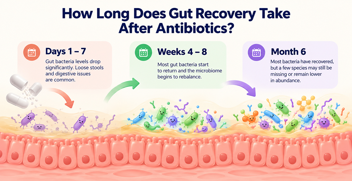 Timeline of gut microbiome recovery after a course of antibiotics