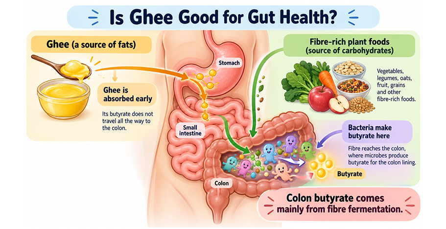 Why butyrate from ghee is absorbed before it reaches the colon