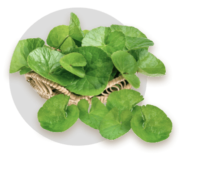 Brahmi