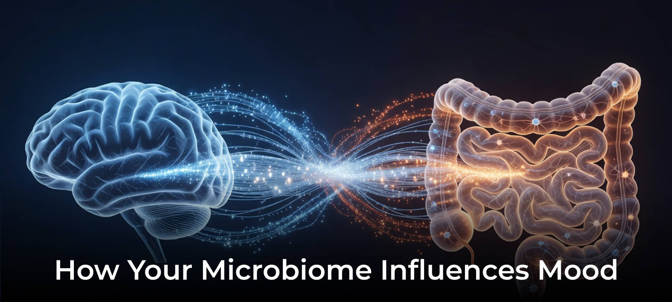 Gut-Brain Connection Explained